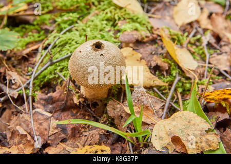 De plus en plus imperméable aux champignons dans la forêt en automne Banque D'Images