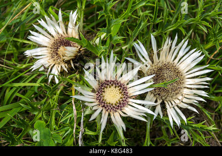 Spécimen floral d'une plante de chardon, ici un chardon argenté, Carlina acaulis. Banque D'Images