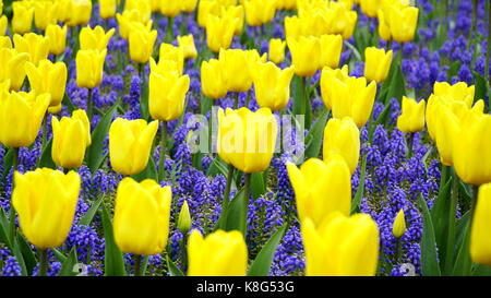 Tulipes violet et jaune dans un champ, selective focus Banque D'Images