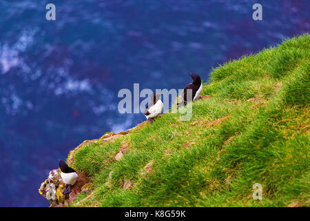 Razor-billed pingouins assis sur la falaise par la mer, latrabjarg, Islande Banque D'Images