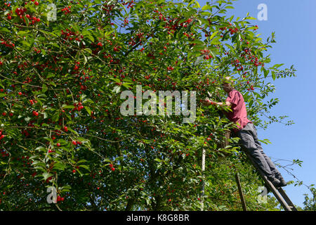 Montmorency cherry picking à La Grange fruitière au Mesnil-sous-Jumièges, une ville appartenant à le Parc Naturel Régional Parc naturel régional des Banque D'Images