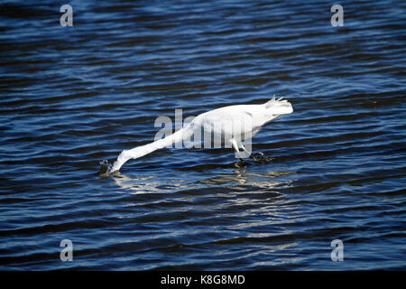 La Grande Aigrette Ardea alba, à l'Edwin B. Forsythe National Wildlife Refuge, New Jersey, USA Banque D'Images