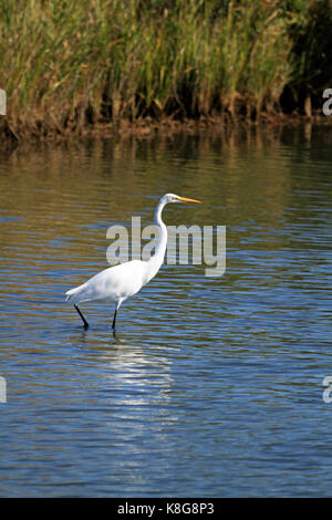 La Grande Aigrette Ardea alba, à l'Edwin B. Forsythe National Wildlife Refuge, New Jersey, USA Banque D'Images