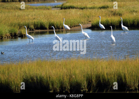 La Grande Aigrette Ardea alba, à l'Edwin B. Forsythe National Wildlife Refuge, New Jersey, USA Banque D'Images