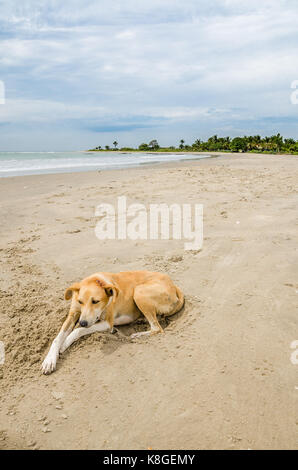 Stray chien sauvage de la pose en plage avec en arrière-plan de l'océan, de la Gambie, Afrique de l'ouest. Banque D'Images