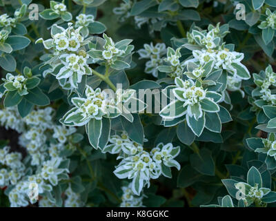 L'euphorbe panachée fleurs Banque D'Images