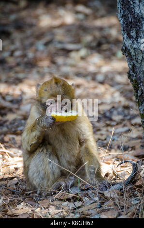 Les jeunes singes berbères jetés manger morceau de melon de miel dans la forêt de cèdres du Moyen Atlas, Maroc, afrique du nord. Banque D'Images