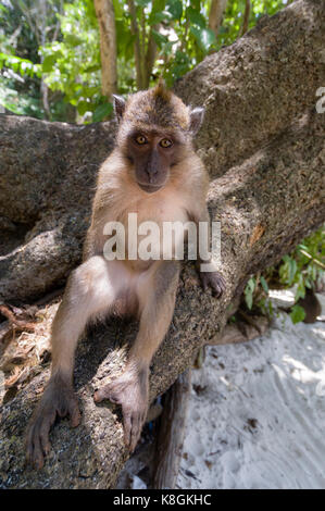 Singe à Yong Kasem ou Monkey Beach, Phi Phi Don Island, Thaïlande Banque D'Images