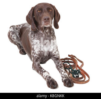 Un allemand shorthair dog lying in front of white background, isolé Banque D'Images