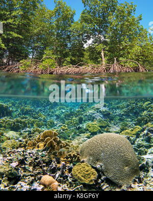 Au-dessus et au-dessous de la mangrove de la surface de la mer les arbres sur l'eau avec un récif corallien peu profond sous l'eau, mer des Caraïbes, l'Amérique centrale, le Panama Banque D'Images