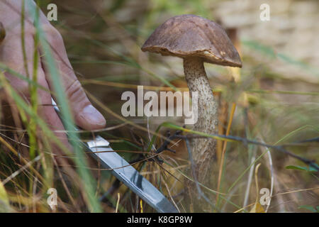 Coupe de champignons dans la forêt - vue rapprochée de la main avec le couteau et le grand bolet Banque D'Images