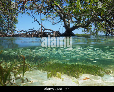Vue fractionnée dans la mangrove avec un arbre au-dessus de surface de l'eau et banc de poissons juvéniles sous l'eau, mer des Caraïbes Banque D'Images