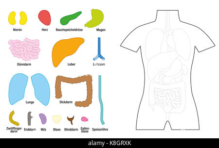 Les organes internes modèle pour l'usage éducatif - organes intérieurs à découper et à colorier - marquage en allemand ! - Illustration sur fond blanc. Banque D'Images