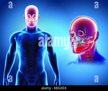 Illustration 3d de l'anatomie du crâne - partie de squelette humain, concept médical. Banque D'Images