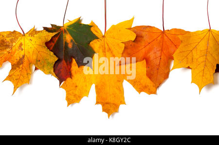 Feuilles d'érable multicolores d'automne à l'envers. isolé sur fond blanc Banque D'Images