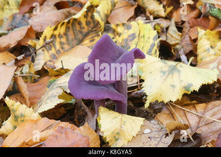 Le fourbe améthyste (Laccaria amethystina) de plus en plus le sol de la forêt. Banque D'Images