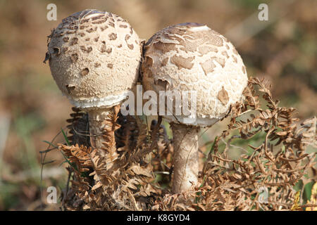 Deux champignons parasol (Macrolepiota procera). Banque D'Images