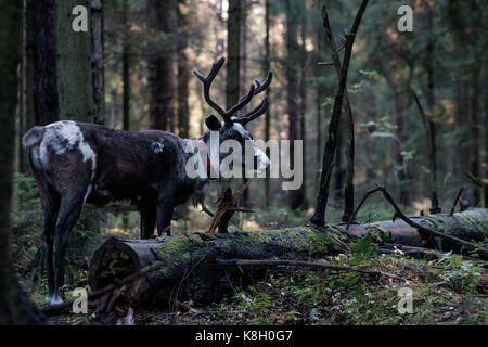 Un renne avec grandes cornes promenades à travers une forêt sombre en automne. Banque D'Images