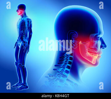 3d illustration de mandibule - partie de squelette humain. Banque D'Images