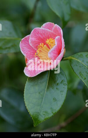 Camellia japonica 'Adelina Patti' Banque D'Images