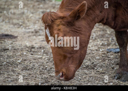 Portrait d'une vache brune Banque D'Images