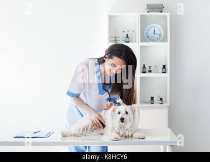 Vétérinaire Beautiful smiling doctor examining cute white dog en clinique Banque D'Images