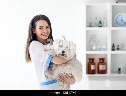 Beautiful smiling doctor holding vétérinaire mignon chien blanc. Pet Care Banque D'Images