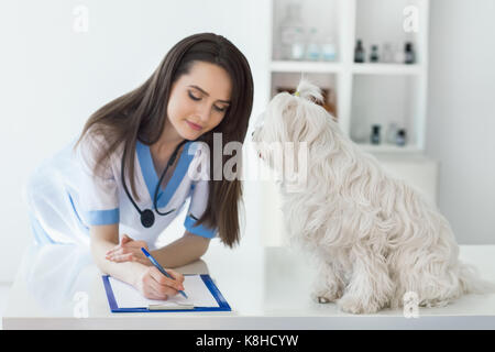 Médecin vétérinaire sur ordonnance par écrit après mignon chien blanc dans l'examen clinique Banque D'Images