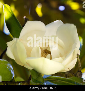 Parfumé aux fleurs blanc crème d'été de l'evergreen bull bay tree, Magnolia grandiflora Banque D'Images