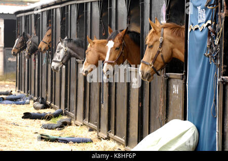 Équitation à David grooms yard à Chepstow wales avec une rangée de chevaux avec leurs têtes sortant ou sur le haut de la porte stable. Banque D'Images