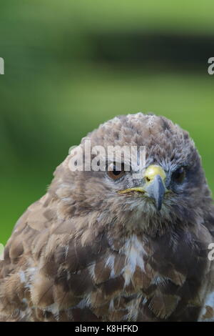 Gros plan d'une Buse, Buteo buteo, Walworth castle au sanctuaire d'oiseau de proie. Le comté de Durham. UK Banque D'Images