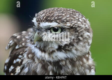 Chouette chevêche, Athene noctua, Close up. Walworth Castle UK Banque D'Images