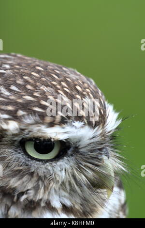 Chouette chevêche, Athene noctua, Close up. Walworth Castle UK Banque D'Images