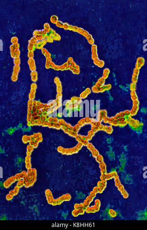 Streptococcus pyogenes Banque D'Images