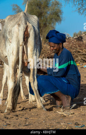 Femme Peul traire une vache. le Sénégal. Banque D'Images