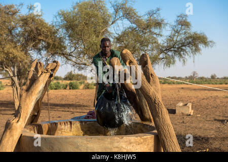 Le bétail Peul herder de l'extraction de l'eau d'un puits. le Sénégal. Banque D'Images