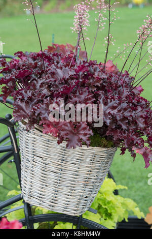 Heuchera 'taffetas noir'/ Coral Bells plantes dans un panier de vélo sur un jardin d'affichage à l'automne la RHS Wisley Flower show. Surrey. UK Banque D'Images