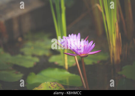 Nénuphar pourpre dans l'étang de près. Banque D'Images