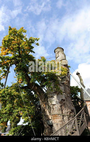 Arbre de chêne chêne 'Chapelle' dans d'Allouville-Bellefosse, dans le Pays de Caux, une région naturelle du nord de la France. C'est l'arbre le plus ancien connu en France Banque D'Images