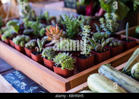 Close-up de plantes en pot pour la vente au marché intérieur Banque D'Images