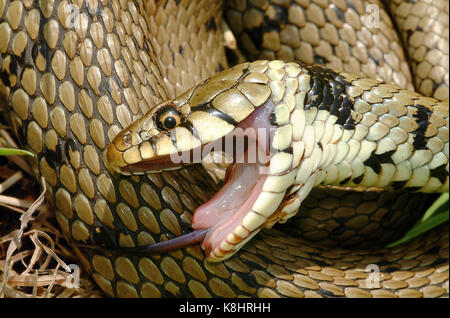 Grass Snake feignant la mort Banque D'Images