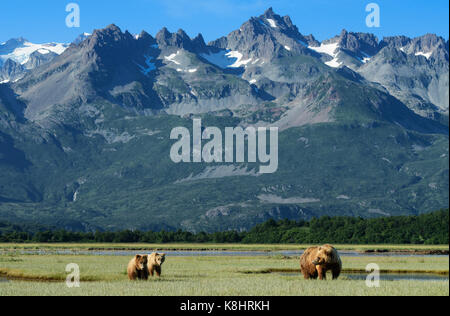 L'ours brun d'Alaska avec oursons, ursus arctos, katmai national park, alaska Banque D'Images