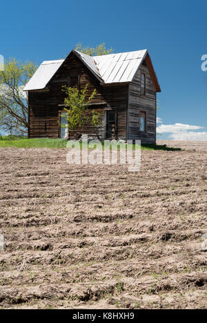 Ancienne ferme entourée d'un champ près de disked flore, de l'oregon. Banque D'Images