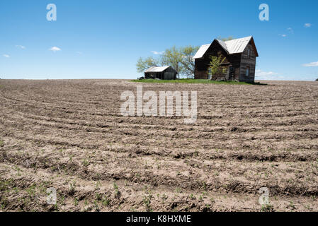 Ancienne ferme entourée d'un champ près de disked flore, de l'oregon. Banque D'Images