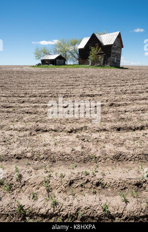 Ancienne ferme entourée d'un champ près de disked flore, de l'oregon. Banque D'Images