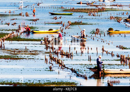 Indonésie. Bali. Île de Nusa Lembongan. Les habitants de l'île se sont spécialisés dans la culture des algues. Agriculteur récoltant des algues Banque D'Images