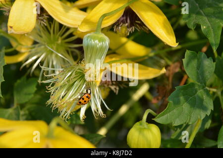 Les coccinelles de ramper sur un diadème d'or clematis vine Banque D'Images