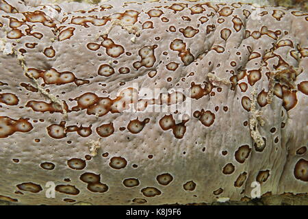 La vie marine sous-marine close up de Leopard, la peau de concombre de mer bohadschia argus, l'océan pacifique, Polynésie française Banque D'Images