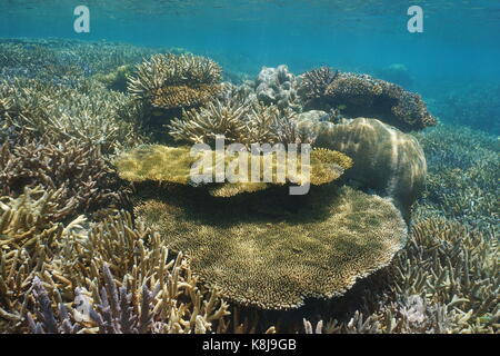 Sous-marine des coraux sur un récif peu profond dans le lagon de la grande terre Island en Nouvelle Calédonie, océan pacifique sud, l'Océanie Banque D'Images