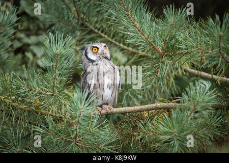 Face blanc owl scops perchés dans un pin et intensément à la recherche jusqu'à la sky Banque D'Images